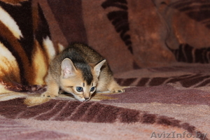 Предлагаем купить абиссинского котенка #768291