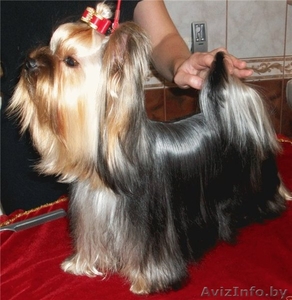 щенок йоркширского терьера,  мальчик #767902