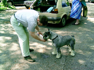 Куплю недорого щенка миттельшнауцера #768228