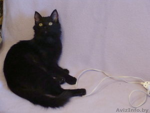 В дар! Лиза- подлиза, чёрный котенок -девочка 5-ти месяцев #769602