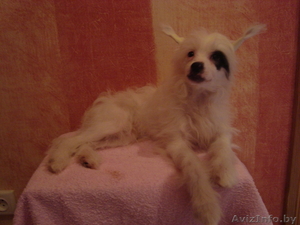 Китайская хохлая #767713