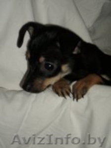 щенок той-терьера, девочка, 2, 5 мес #775462