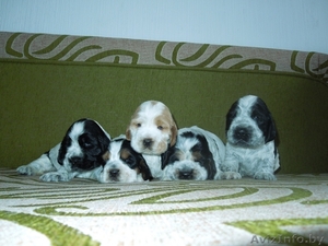 Щенки английского кокер спаниеля #777414