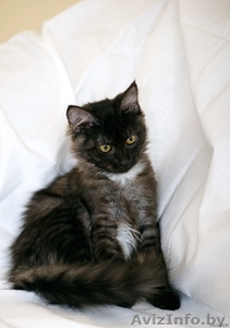 Сенечка-малыш=) #765764