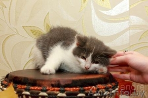 Милый котенок девочка #781688