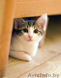 Зося - спокойная котёнок девочка в дар! #767270