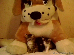 очаровательные котята в дар #782599