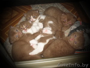 БРИТАШКИ РЕДКОГО ОКРАСА - КОРИЦА #777283