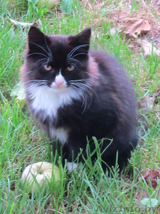 пушистые чёрно-белые котята в дар #769638