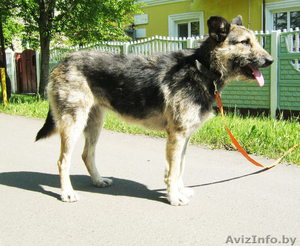 Жужа, милая умная и весёлая собачка, ищет любящих хозяев! #769397