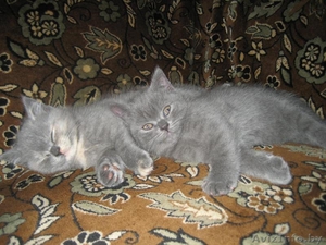 Питомник Amber miracle предлагает замечательных британских котят шоу класса #776115