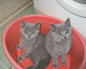 Британские котята шоу класса (FiFe) для души,  участия в выставках и дл #775707