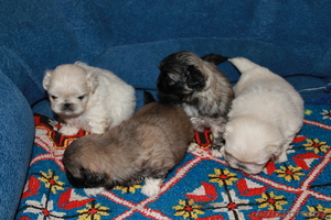 щенки пикинесов #780060