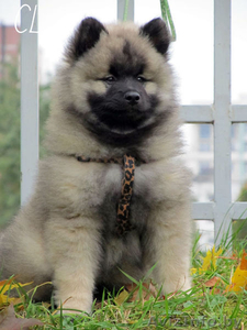 Щенки Кеесхонда/вольф шпица #158630