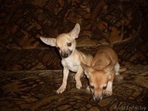 мальчики чихуа-хуа #773380