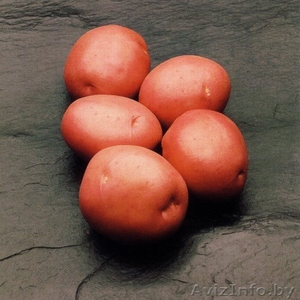 Продам картофель