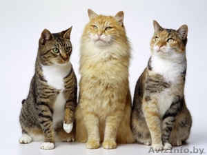 Кастрированные коты,  кошки и котята приюта в дар,  в добрые руки! #504472