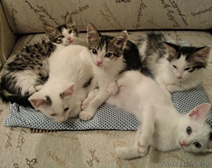 Милые котята ищут маму и папу #765756