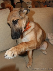 Хозяин, где же ты??? #773931