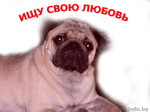  ВЯЗКА мопс с хорошей родословной #776288