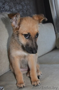  	 Где же ты, мой ХОЗЯИН??? #771656