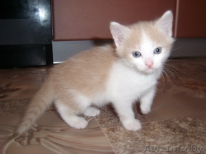 Котята в дар!!!! #771591