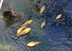 Продам живца в Минске (живец карась) #777421