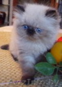 Клубные персидские котята #767663