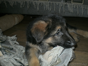 Продам щенков немецкой овчарки с родословной #778602