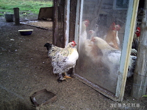 продам классного мясного петуха #779699