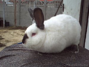 мясо кролика, всегда в наличии( оптом и в розницу). #768523