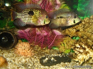 Акара бирюзовая,  цихлазома фламинго #775499