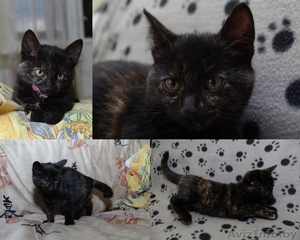 Кошечка 2?5 месяца в дар! #779002