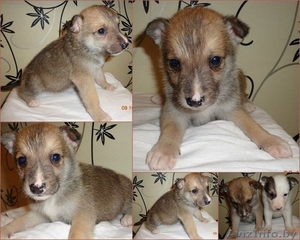 Всмотритесь в это чудо! #779004