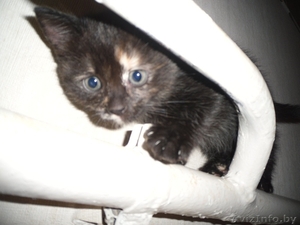 Дарим очаровательных котят, приученных к лотку #772739