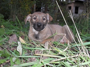 ПОМОГИТЕ ИМ !!! #777281