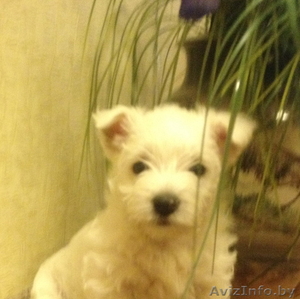 щенок - вест хайленд уайт терьера(белого терьера) #780803