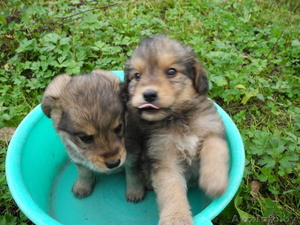 Два щеночка в дар #772482