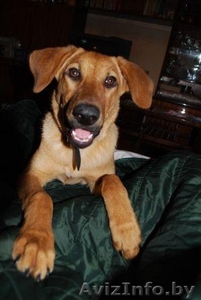 Знакомьтесь! Умница,  прелесть и просто красавица - собачка Эльза,  в дар,  в добры #796485