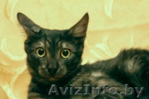 Очаровательный котик редкого дымчатого окраса в дар! #800055