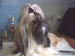 Щенки ши-тцу (бронь) #784494