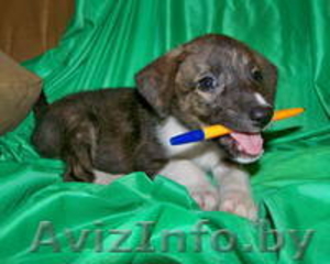 Метисики в добрые руки #800629