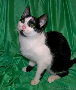 Полугодовалая кошечка в добрые руки #800639