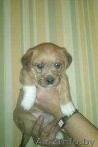 Чудный активный щенок #792022