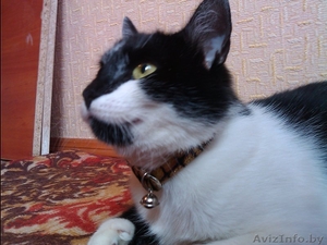 Отдам очаровательную кошечку в добрые руки #796374