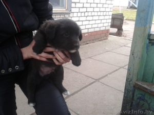 Щенки в  добрые руки #796014