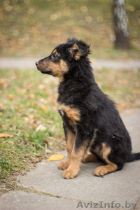 Невероятно ласковый и смышленый щенок - в дар! #794099