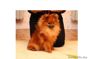 Щенки Померанский Шпиц #648964