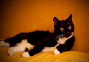 Красавец Тимошка в дар. #793938