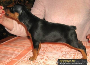 Карликовый пинчер (Цвергпинчер),  щенки #789980